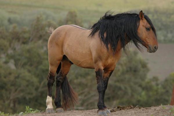 Древние монгольские лошади оказались генетически близкими лошадям из Средней Азии, Китая и Италии