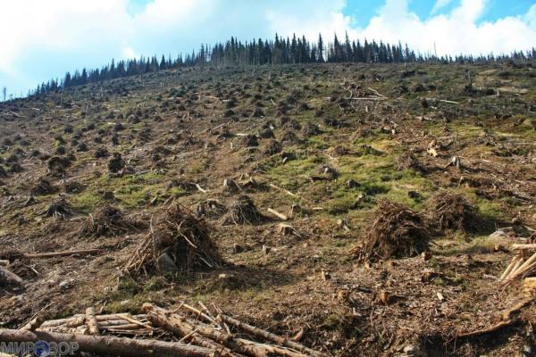 Международная группа ученых связала появлений пандемий с масштабной вырубкой лесов