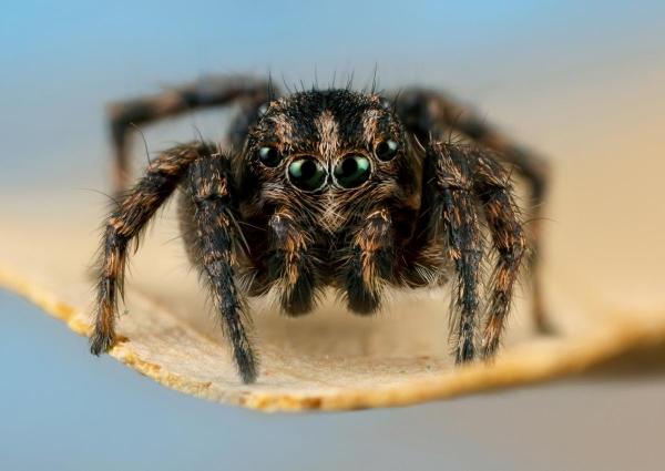 Новосибирская исследовательница описала новый род африканских пауков и подарила ему имя своей мамы