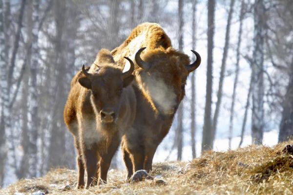 На Алтае хотят создать биосферный кластер по сохранению редких животных 