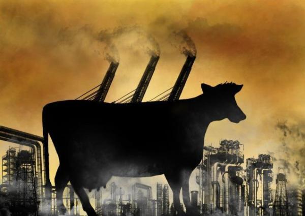 Западные генетики нацелены создавать «эффективные» породы крупного рогатого скота с пониженным выделением метана