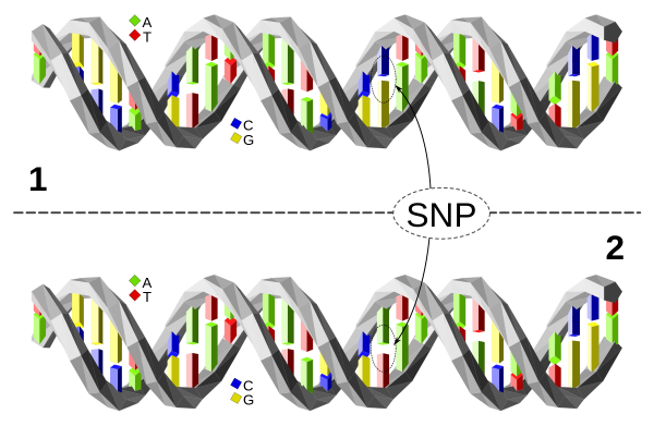 Работа новосибирских генетиков дает более полную картину информации, зашифрованной в ДНК