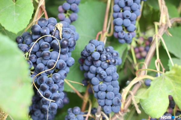 В разведении винограда показателен опыт крестьянско-фермерского хозяйства «Сад Шубиной»