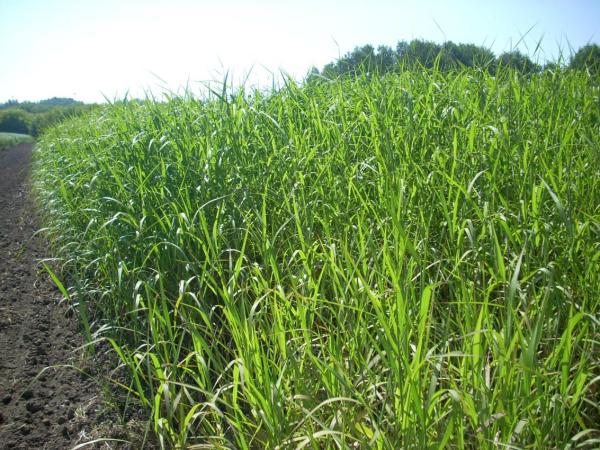 Ученые выделяют мискантус как наилучшую культуру для развития биоэнергетики