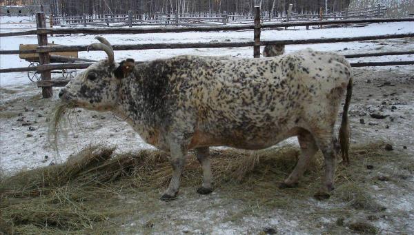 В Якутии появится банк эмбрионов коренной породы коров, приспособленной к условиям Севера