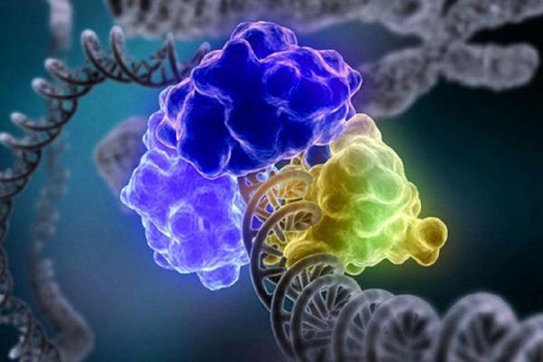 Новые открытия в репарации ДНК – результат работы ученых Института химической биологии и фундаментальной медицины СО РАН