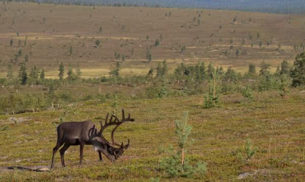 Ученые по-разному оценивают способность растений поглощать углекислый газ
