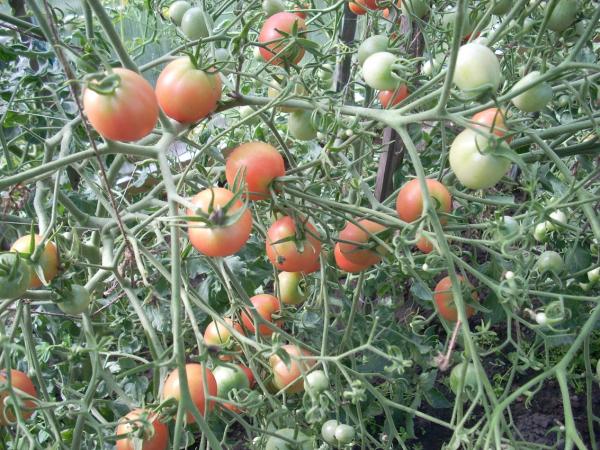 Любительская оценка сортов засолочных томатов селекции СибНИИРС 