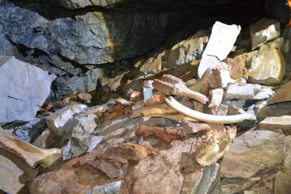  Кости в Инейской пещере. Фото предоставлено исследователями