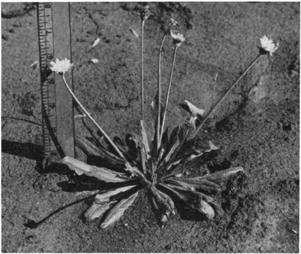 О довоенной работе советских ученых по поиску отечественных источников натурального каучука