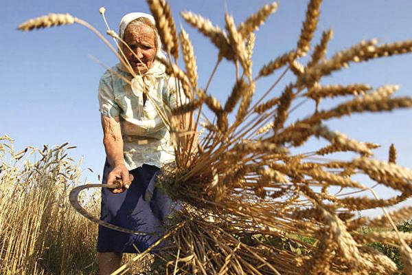 Резонные замечания в пользу самостоятельного выращивания зерновых культур