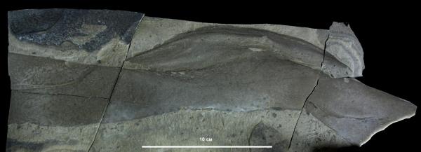 Сибирские палеонтологи исследуют водоросли докембрийского периода