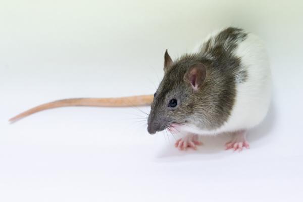 Серые крысы - не просто вредители, а важные лабораторные животные