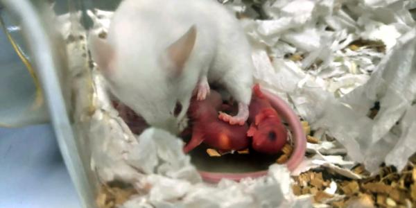 Ученые получили первых трансгенных мышей, восприимчивых к коронавирусу