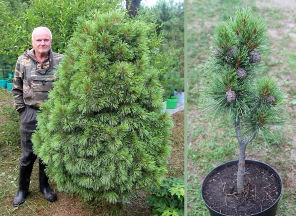 В Томске вывели уникальные сорта кедра на основе генетической коллекции «ведьминых метел»