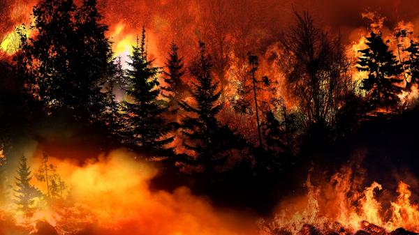 Будущее лесных пожаров предскажут по их прошлому