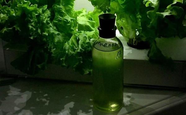 О подзабытом советском опыте промышленного выращивания одноклеточной водоросли