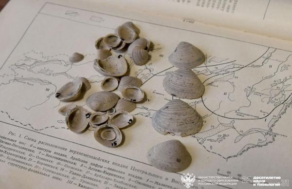 Ученые нашли в Сибири новый вид ископаемых моллюсков Ученые нашли в Сибири новый вид ископаемых моллюсков