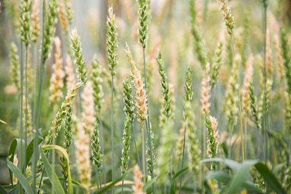Пшеницу избавят от проблем со здоровьем