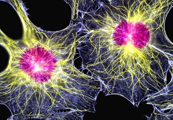 Ученые ИЦиГ обнаружили уникальные свойства стволовых клеток, открывающие новые перспективы в лечении рака