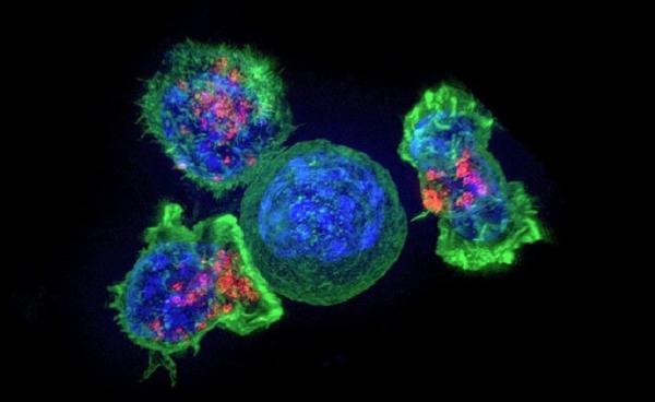 Нобелевскую премию по физиологии и медицине присудили за терапию рака путем блокировки «тормозов» в иммунных клетках
