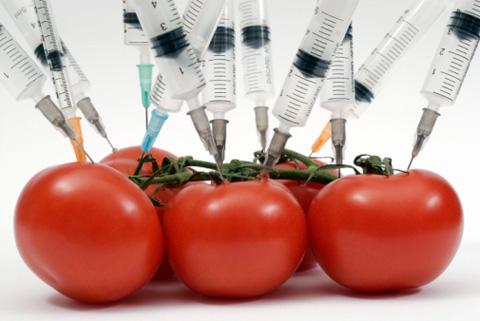 Реальна ли опасность ГМО?