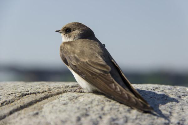 Генетики ИЦиГ СО РАН изучают, как протекала эволюция певчих птиц