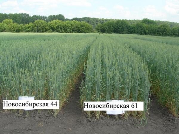 Селекционеры ФИЦ ИЦиГ СО РАН создали новый перспективный сорт пшеницы