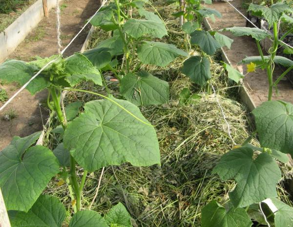 Важные нюансы при выращивании в теплицах огурцов селекции СибНИИРС 