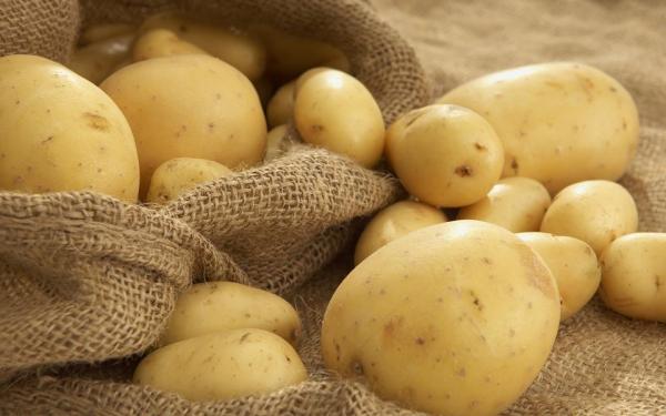 Картофель, способный защитить себя сам