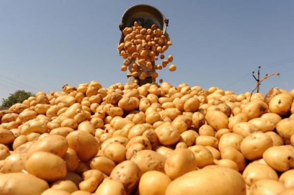 10 августа в Академгородке пройдет всероссийское совещание, посвященное выращиванию и селекции картофеля