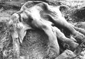 Молодой мамонт оказался погребенным в торфяннике, который сыграл роль консерванта, затем этот слой почвы покрылся льдом и в этом природном «холодильнике» туша относительно хорошо сохранилась до наших дней