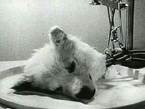 В 1926 году в Москве, на Всесоюзном съезде физиологов Сергей Брюханенков продемонстрировал голову собаки, присоединенную к  аппарату для искусственного кровообращения – аутожектору