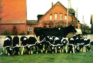 В Германии за  год от  коровы методом «ovum pic up» получают до 13 телят с высокими племенными характеристиками