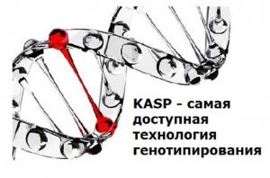 Компания ООО «Максим Медикал» занимается продвижением в нашей стране технологии KASP™ для генотипирования  злаковых, масличных и плодоовощных культур