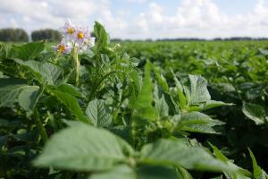 Российским производителям нужны новые сорта картофеля, высокоурожайные и устойчивые к вредителям и болезням