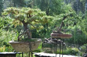 Бонсай-парк в ЦСБС СО РАН