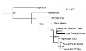 Близкое родство алтайской денисовки и тибетского человека подтвердилось и одноаминокислотными полиморфизмами