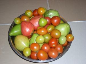 В этом году томаты селекции СибНИИРС наглядно продемонстрировали полное соответствие нашим условиям