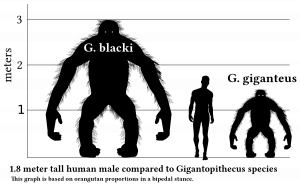 Gigantopithecus blacki был ростом до четырех метров и весил до полутоны
