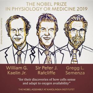 Нобелевские лауреаты - американский онколог Уильям Кэлин, британский молекулярный биолог Питер Рэтклифф и американский онколог Грегг Семенца