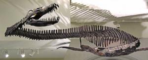 При изначальной реконструкции элесмозавра череп пытались присоединить к прямо противоположному месту и тогда он предстал бы перед нами как ящер с короткой шеей и длиннющим хвостом