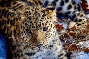 На Дальнем Востоке обитает еще одна дикая кошка, которая находится на грани вымирания, — дальневосточный леопард