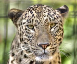 Переднеазиатский сородич дальневосточного леопарда тоже нуждается в защите