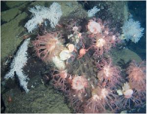 Глубоководные кораллы на склонах вулкана Пийпа