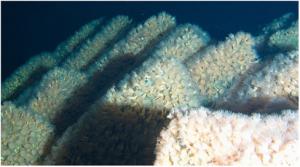 Глубоководные кораллы на склонах вулкана Пийпа, Берингово море