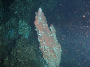 Баритовые постройки, Охотское море, глубина 1550 метров