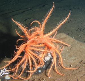 Глубоководные морские звезды-бризингиды, впадина Дерюгина, Охотское море