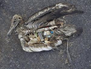  морские котики, задушенные выкинутыми или потерянными рыболовными сетями, черепахи, изуродованные упаковочными пакетами, птицы, чьи внутренности забиты пластиком