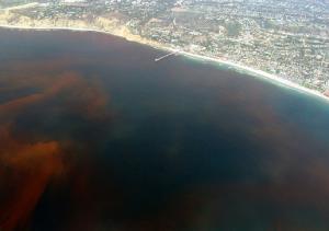 Красный прилив у побережья Ла-Хойя (Сан-Диего, Калифорния)